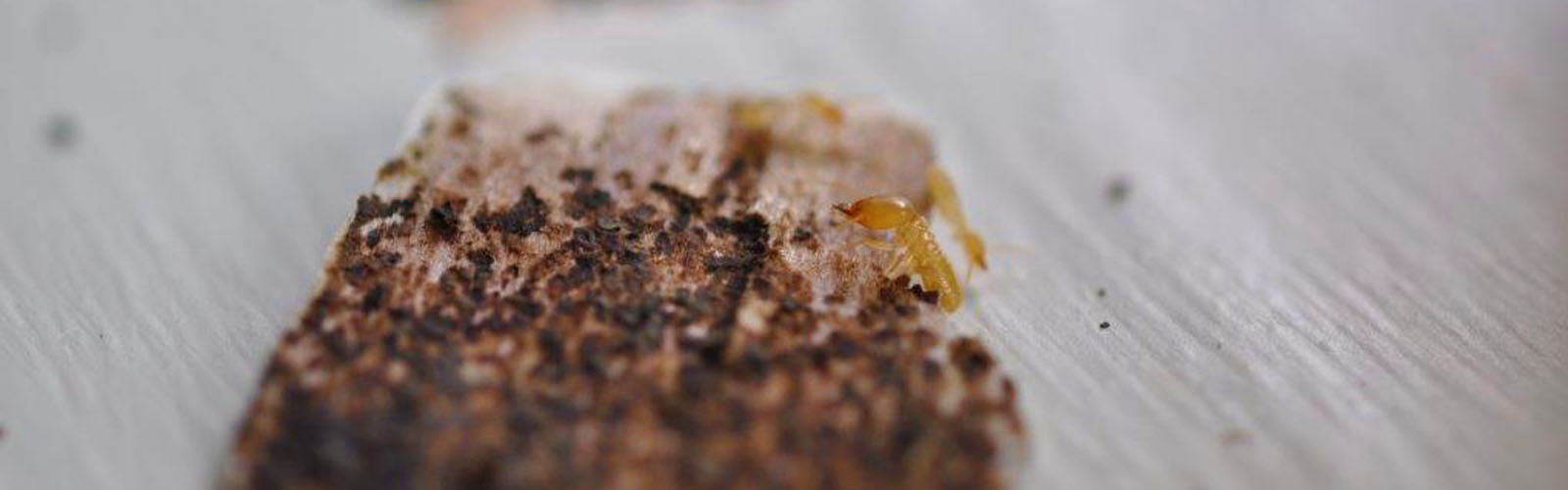 Carousel Bootstrap First