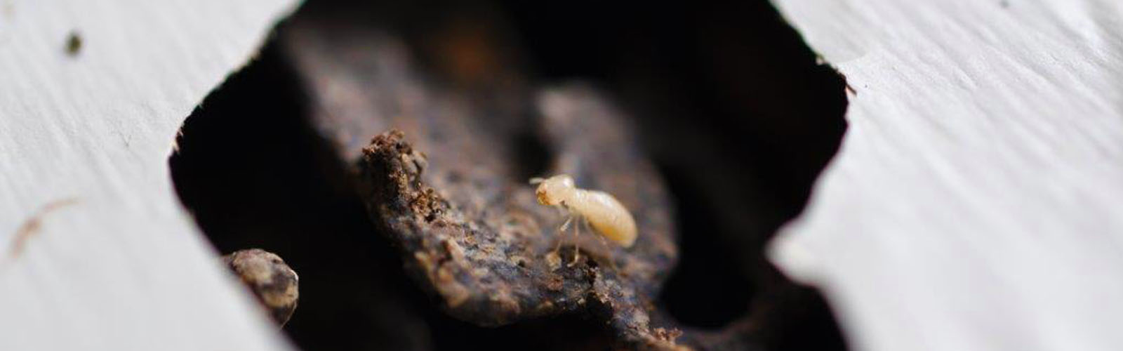 Carousel Bootstrap Second